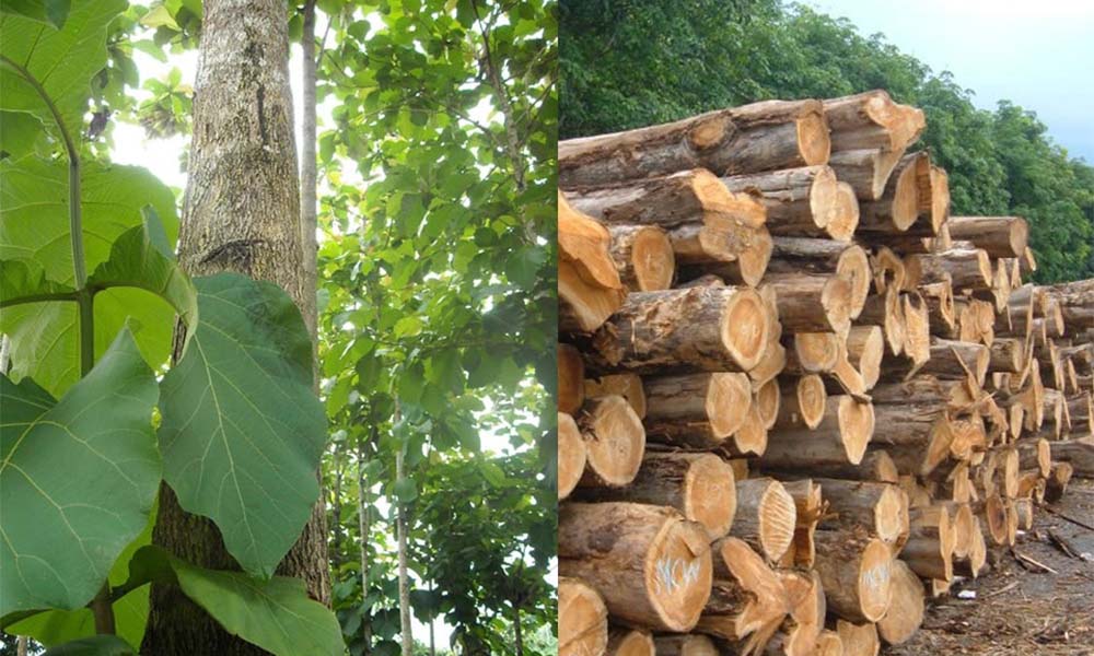 Gỗ Keo và Gỗ Tếch: Hai Loại Gỗ Hoàn Hảo Cho Ngoại Thất