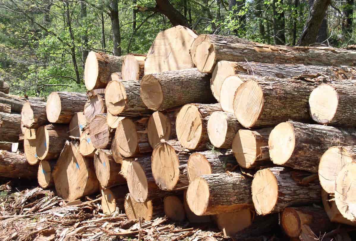 Gỗ tự nhiên là gì? Đặc điểm các loại gỗ tự nhiên dùng trong nội thất