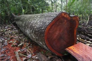 Gỗ tự nhiên là gì? Đặc điểm các loại gỗ tự nhiên dùng trong nội thất