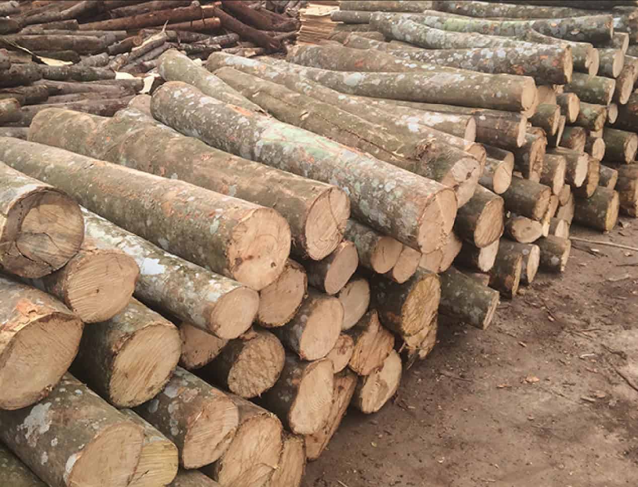 Gỗ tự nhiên là gì? Đặc điểm các loại gỗ tự nhiên dùng trong nội thất