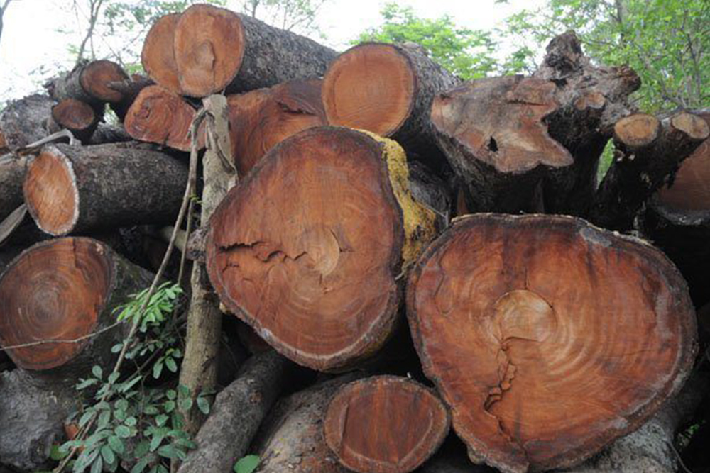 Gỗ tự nhiên là gì? Đặc điểm các loại gỗ tự nhiên dùng trong nội thất