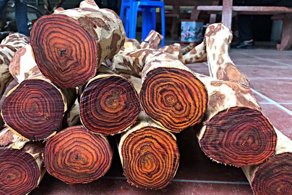 Gỗ tự nhiên là gì? Đặc điểm các loại gỗ tự nhiên dùng trong nội thất