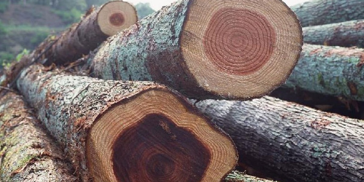 Gỗ tự nhiên là gì? Đặc điểm các loại gỗ tự nhiên dùng trong nội thất