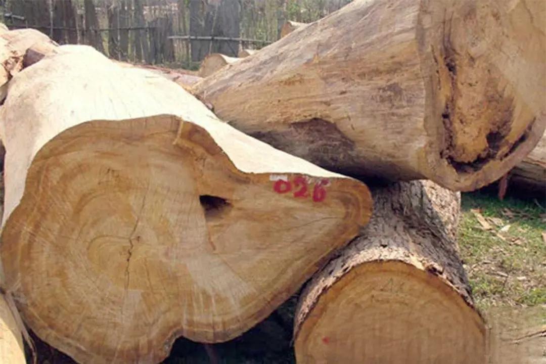 Gỗ tự nhiên là gì? Đặc điểm các loại gỗ tự nhiên dùng trong nội thất