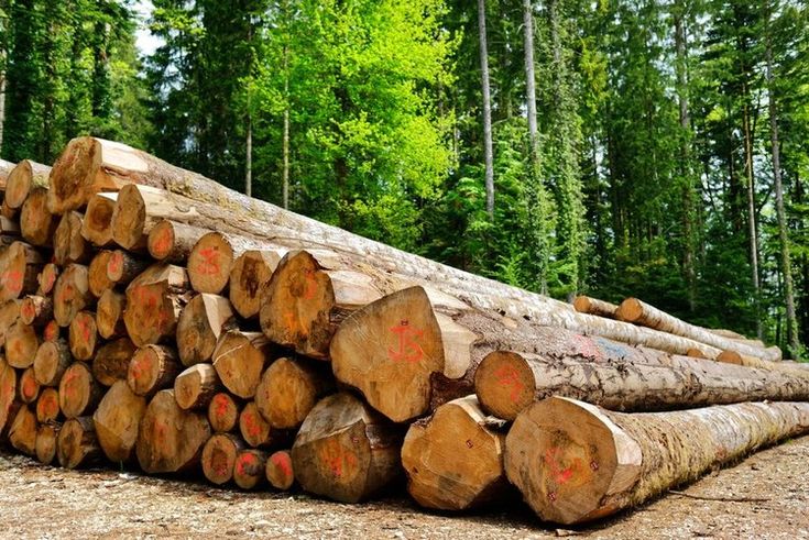 Gỗ tự nhiên là gì? Đặc điểm các loại gỗ tự nhiên dùng trong nội thất