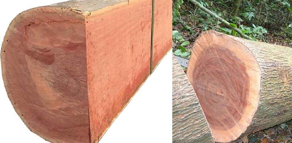 Gỗ tự nhiên là gì? Đặc điểm các loại gỗ tự nhiên dùng trong nội thất